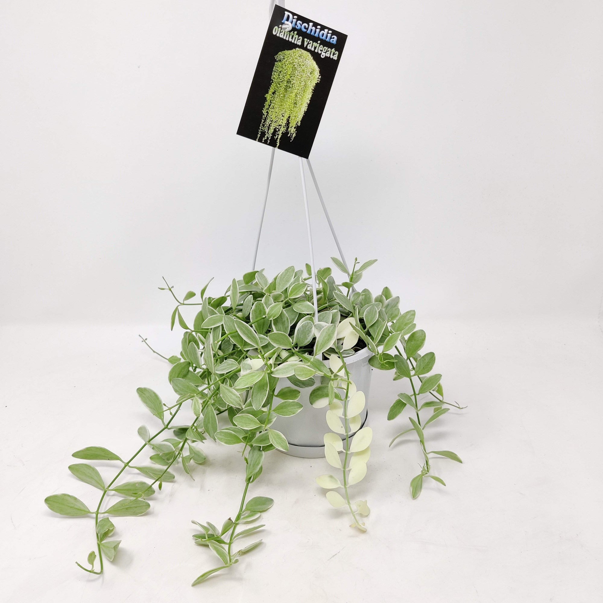 Dischidia - Oiantha Variegata