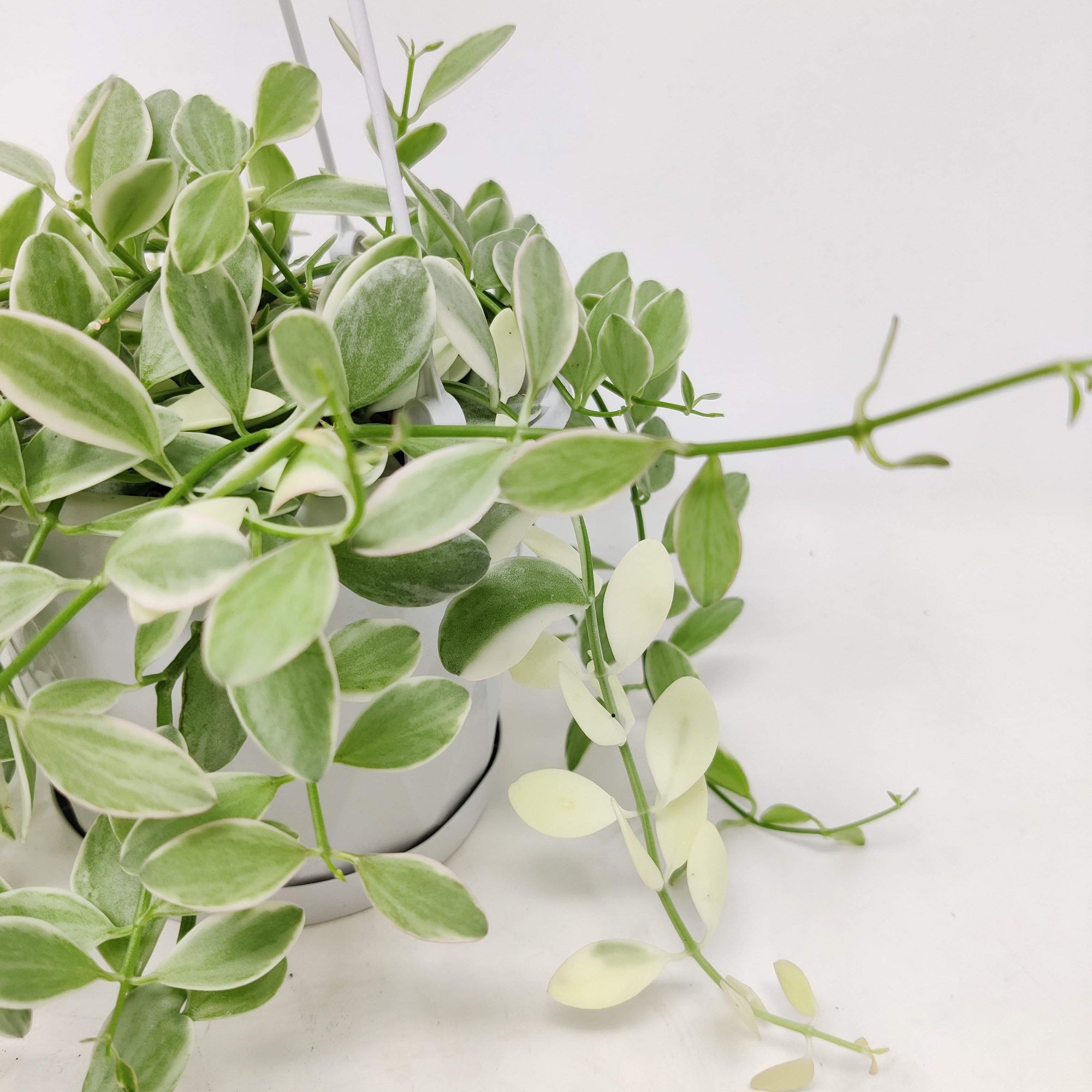Dischidia - Oiantha Variegata