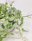 Dischidia - Oiantha Variegata