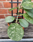 Hoya - Obovata 'Splash' (no. 138) - 10cm pot