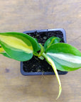 Baby Plant - Philodendron Brasil - 7cm Pot
