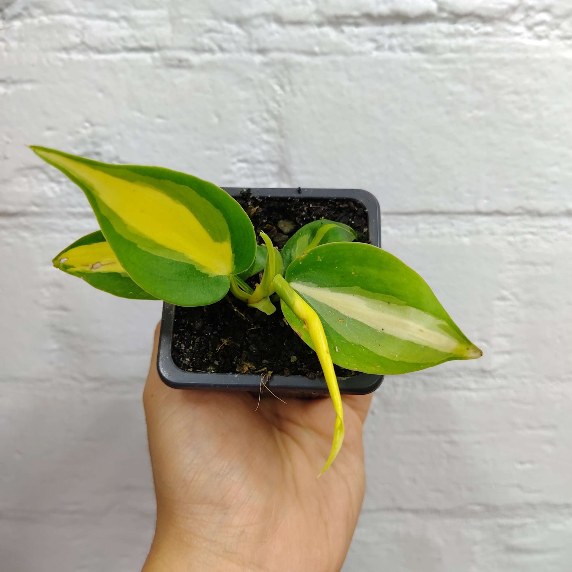 Baby Plant - Philodendron Brasil - 7cm Pot