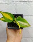 Baby Plant - Philodendron Brasil - 7cm Pot
