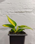 Baby Plant - Philodendron Brasil - 7cm Pot