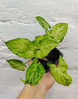 Baby plant - Syngonium Batik - 7cm pot