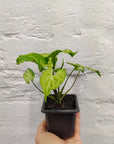 Baby plant - Syngonium Batik - 7cm pot