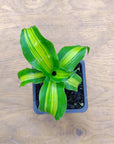 Baby plant - Happy Plant - 7cm pot