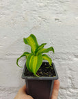 Baby plant - Happy Plant - 7cm pot