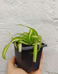 Baby plant - Curly Spider plant - 7cm pot