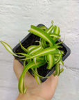Baby plant - Curly Spider plant - 7cm pot