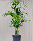 Kentia Palm (Howea forsteriana) - 20cm Pot Folia House