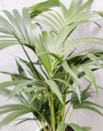 Kentia Palm (Howea forsteriana) - 20cm Pot Folia House