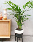 Kentia Palm (Howea forsteriana) - 25cm Pot Folia House
