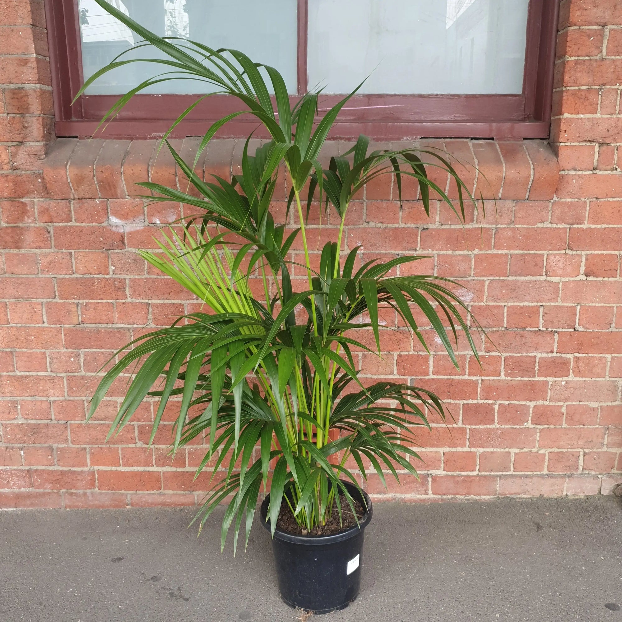 Kentia Palm (Howea forsteriana) - 30cm Pot Folia House