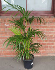 Kentia Palm (Howea forsteriana) - 30cm Pot Folia House
