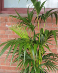 Kentia Palm (Howea forsteriana) - 30cm Pot Folia House