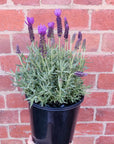 Lavender - Lavandula Javelin Deep Purple - 20cm pot Folia House