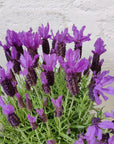 Lavender - Lavendula Javelin Deep Purple - 20cm pot Folia House