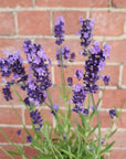 Lavender Sentivia Early Blue - 14cm pot Folia House