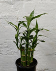 Lucky bamboo - 5 cane - 10cm pot Folia House