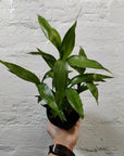 Lucky bamboo - 5 cane - 10cm pot Folia House