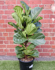Lyrata Fiddle Leaf fig (Ficus Lyrata) - 25cm Pot Folia House
