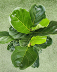 Lyrata Fiddle Leaf fig (Ficus Lyrata) - 25cm Pot Folia House