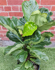 Lyrata Fiddle Leaf fig (Ficus Lyrata) - 25cm Pot Folia House