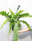 Macho Fern (Nephrolepis Biserrata) - 20cmHB Folia House
