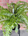 Macho Fern (Nephrolepis Biserrata) - 20cmHB Folia House