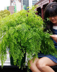Maidenhair Fern - 25cm Pot Folia House