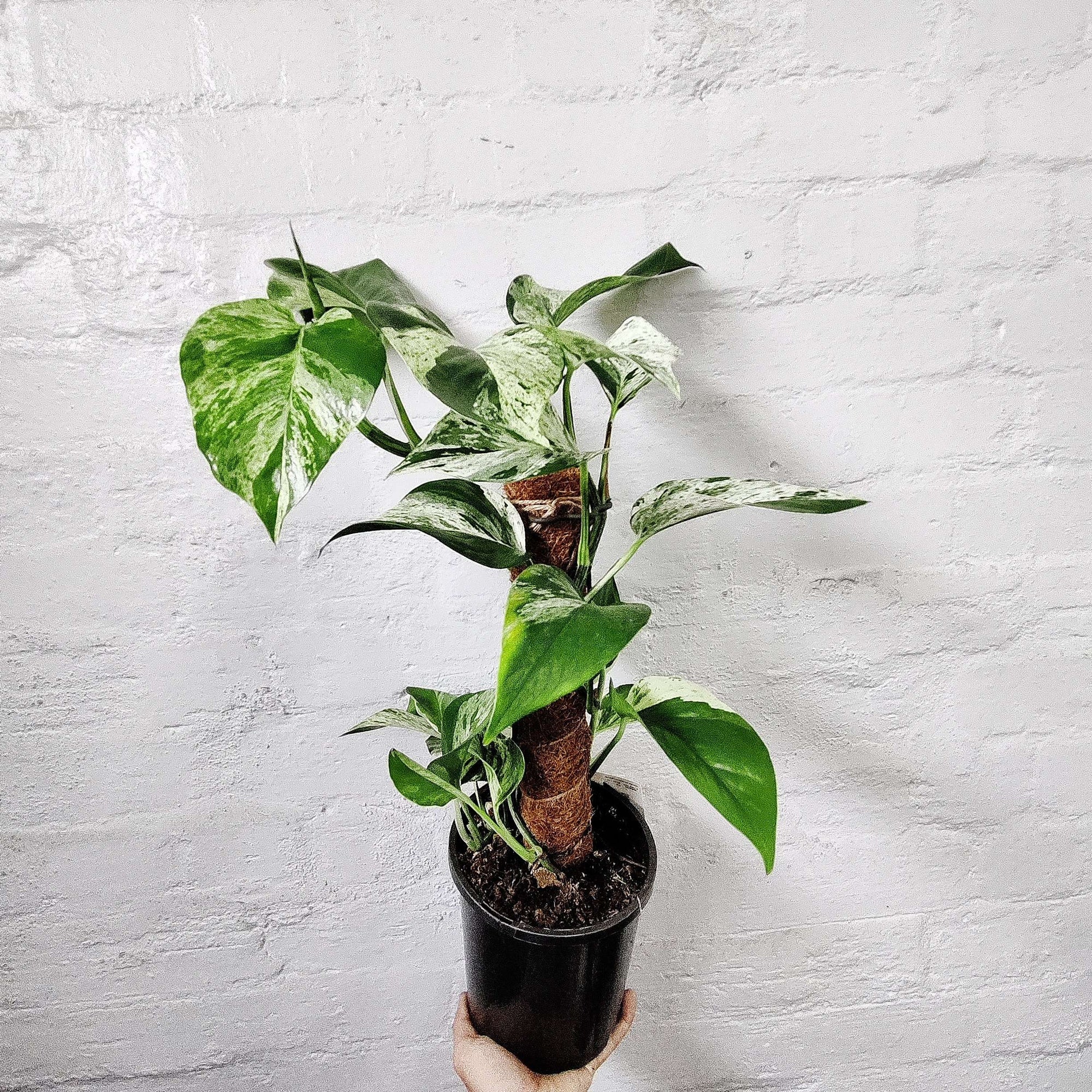 Marble Queen Pothos - 17cm with totem Folia House