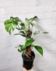 Marble Queen Pothos - 17cm with totem Folia House