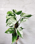 Marble Queen Pothos - 17cm with totem Folia House