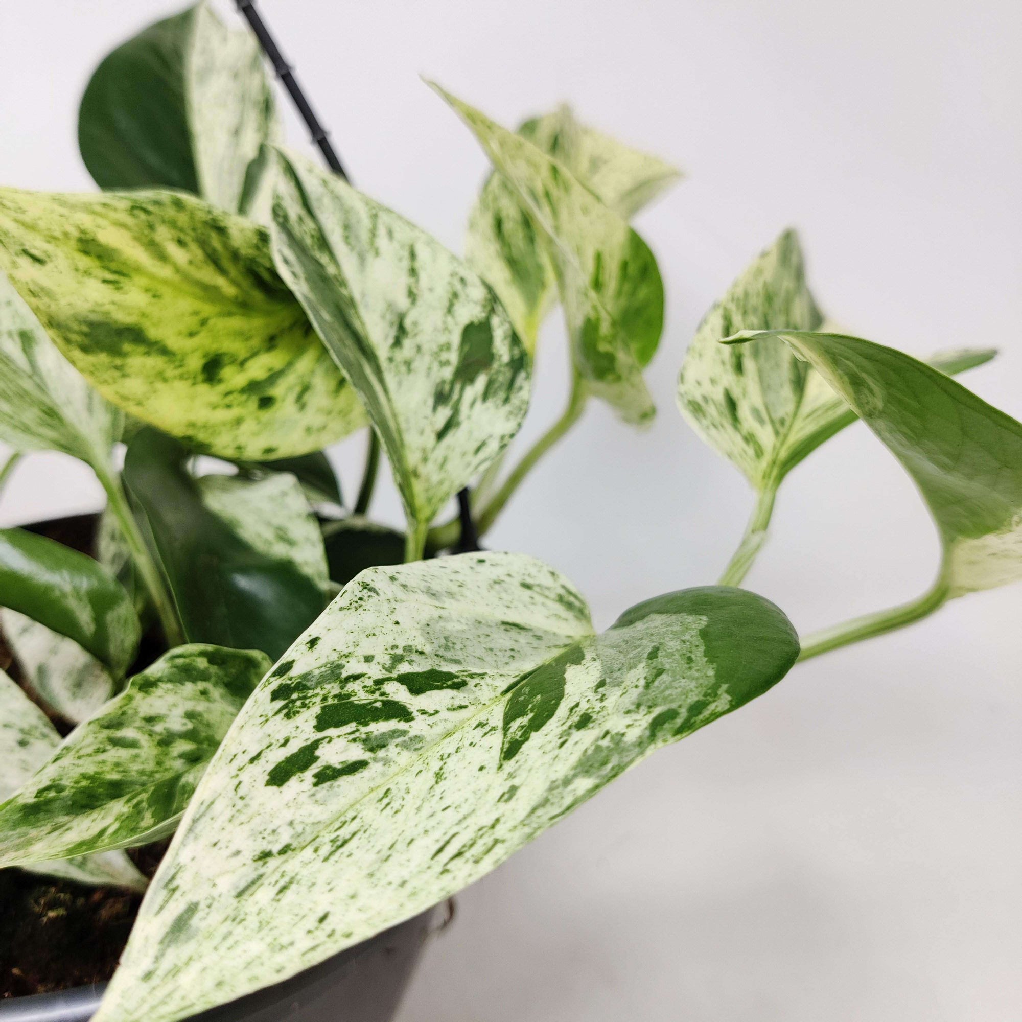 Marble Queen Pothos - 13cm pot