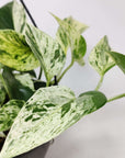 Marble Queen Pothos - 13cm pot