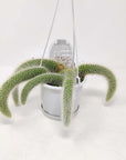 Monkey tail cactus - 13cmHB Folia House