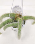 Monkey tail cactus - 13cmHB Folia House