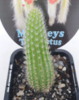 Monkey tail cactus Folia House