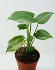 Monstera Deliciosa (Fruit Salad Plant) - 12cm Pot Folia House