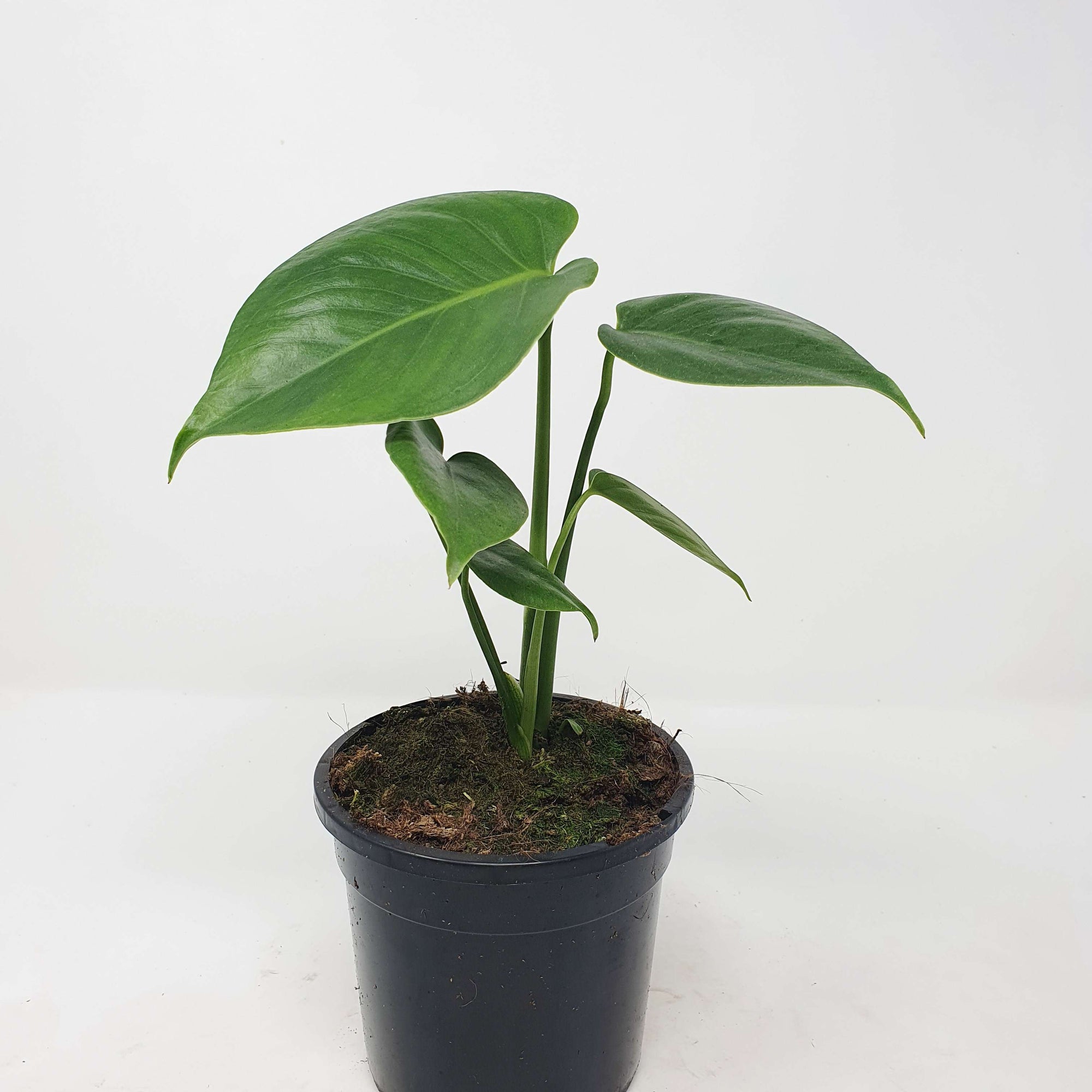 Monstera Deliciosa (Fruit Salad Plant) - 12cm Pot Folia House