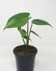 Monstera Deliciosa (Fruit Salad Plant) - 12cm Pot Folia House
