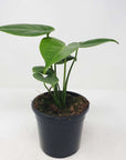 Monstera Deliciosa (Fruit Salad Plant) - 12cm Pot Folia House