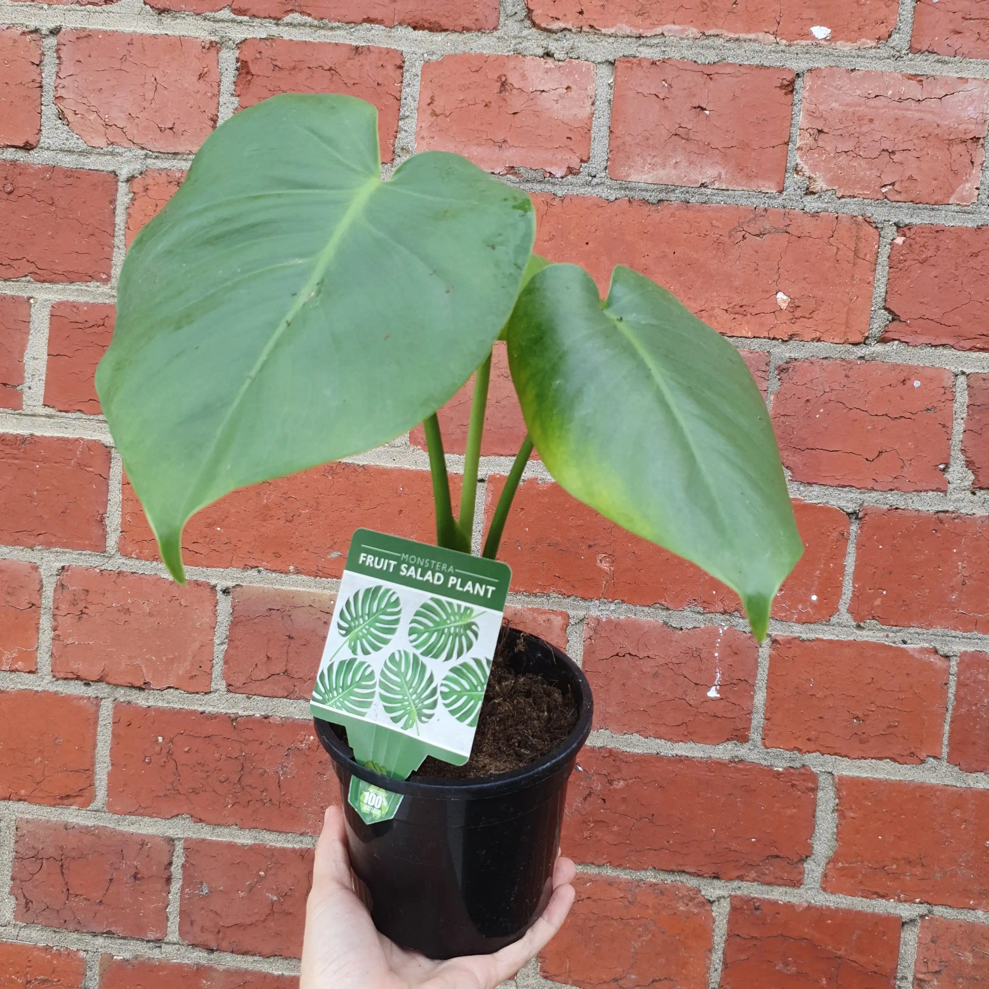 Monstera Deliciosa (Fruit Salad Plant) - 13cm Pot Folia House