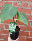 Monstera Deliciosa (Fruit Salad Plant) - 13cm Pot Folia House