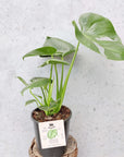 Monstera Deliciosa (Fruit Salad Plant) - 17cm Pot Folia House