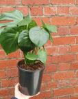 Monstera Deliciosa (Fruit Salad Plant) - 17cm Pot Folia House