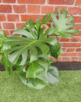 Monstera Deliciosa (Fruit Salad Plant) - 25cm Pot Folia House
