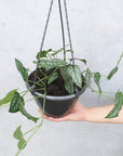 Monstera Siltepecana Folia House