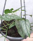 Monstera Siltepecana Folia House